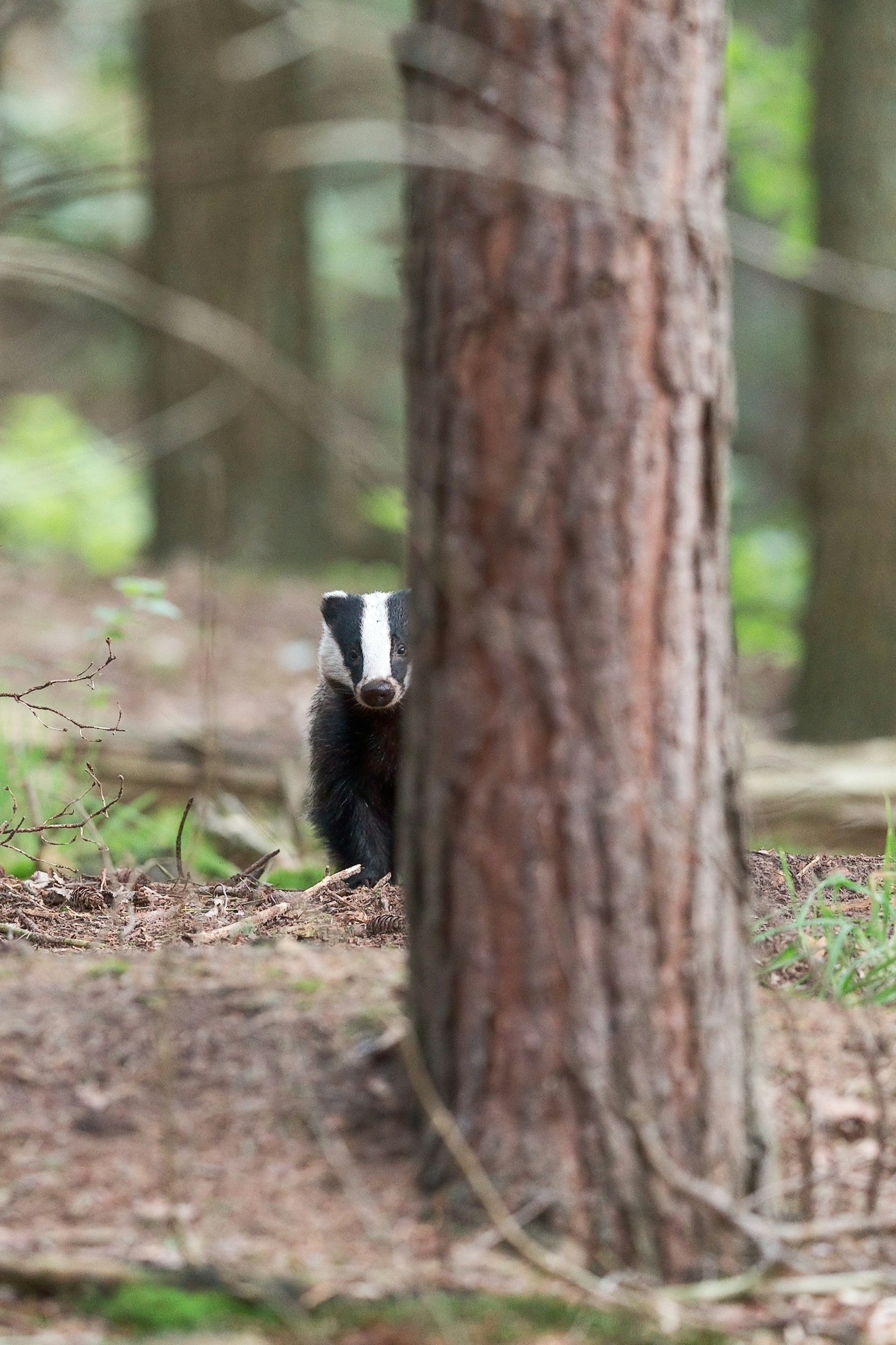 How The Astute Badger Tackles Everyday Problems
